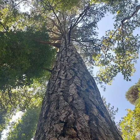 Anastasi Tiny Homes- Mountain Views, Garden & Terrace, Pet Friendly Lodge Kakopetria