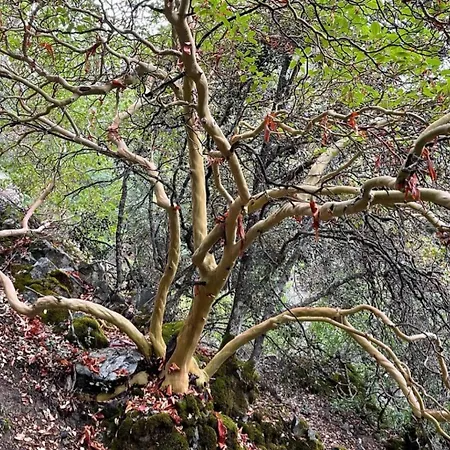 Anastasi Tiny Homes- Mountain Views, Garden & Terrace, Pet Friendly Kakopetria